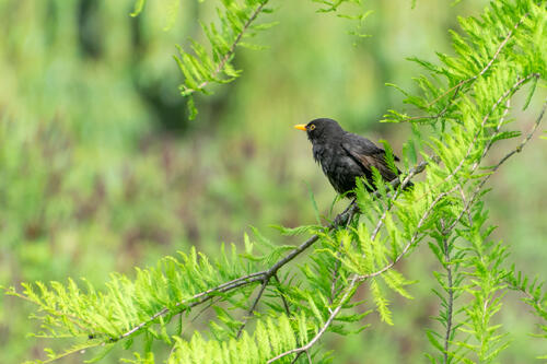 Blackbird after bath